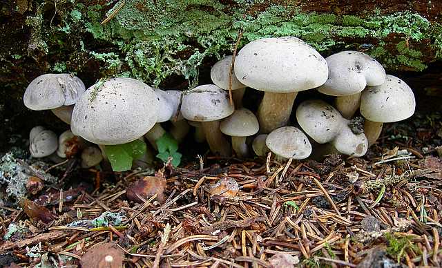 2005 :  Un anno di funghi